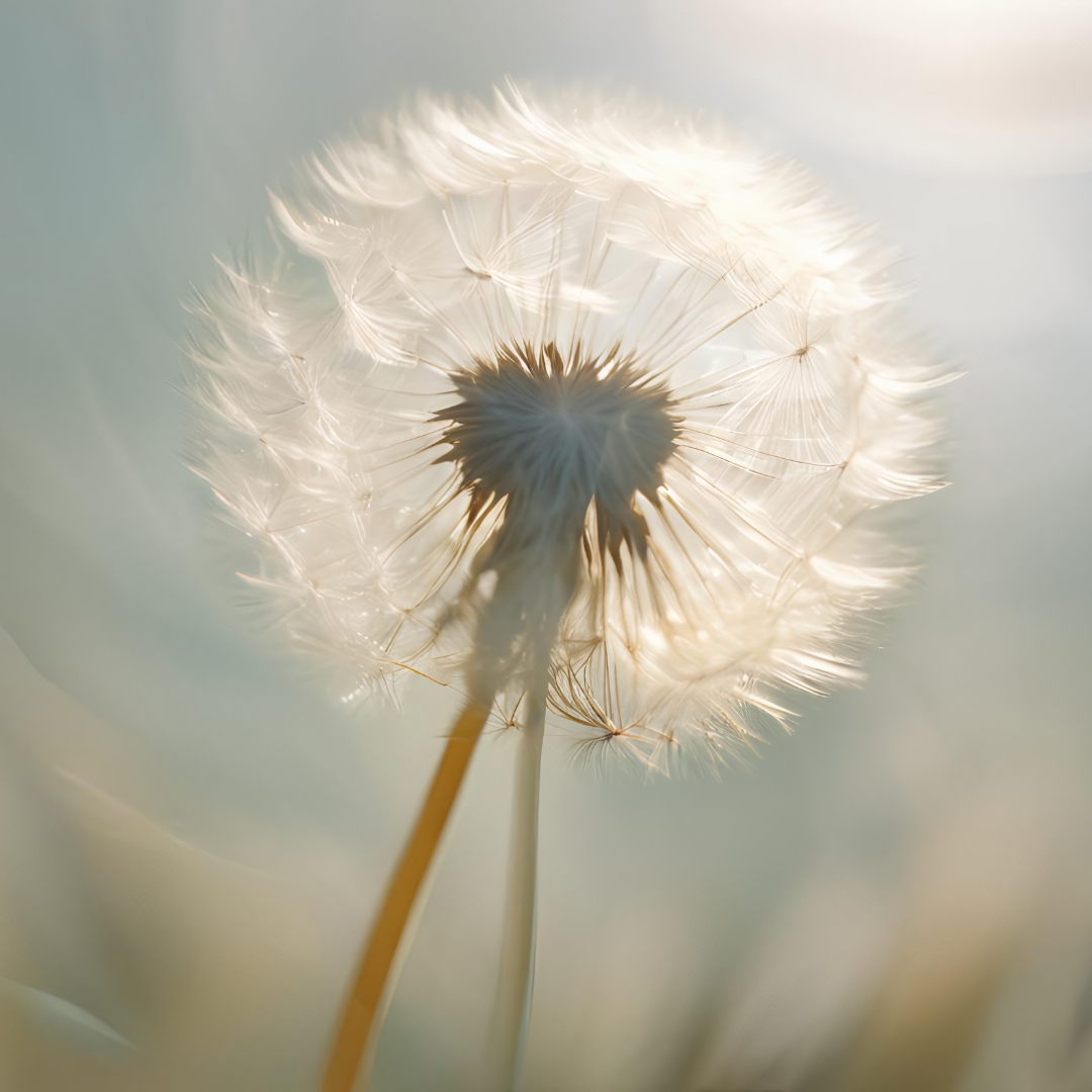 Pusteblume Blütenessenz