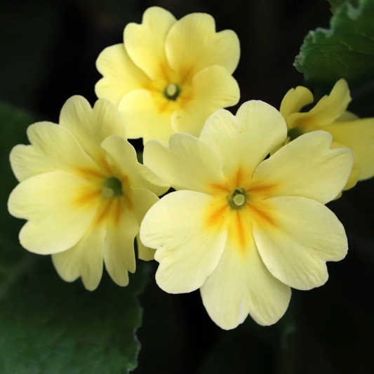 Stängellose Schlüsselblume Blütenessenz
