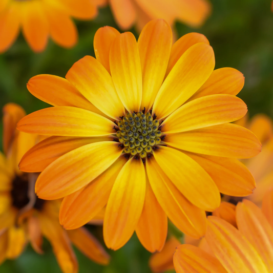 Ringelblume Blütenessenz